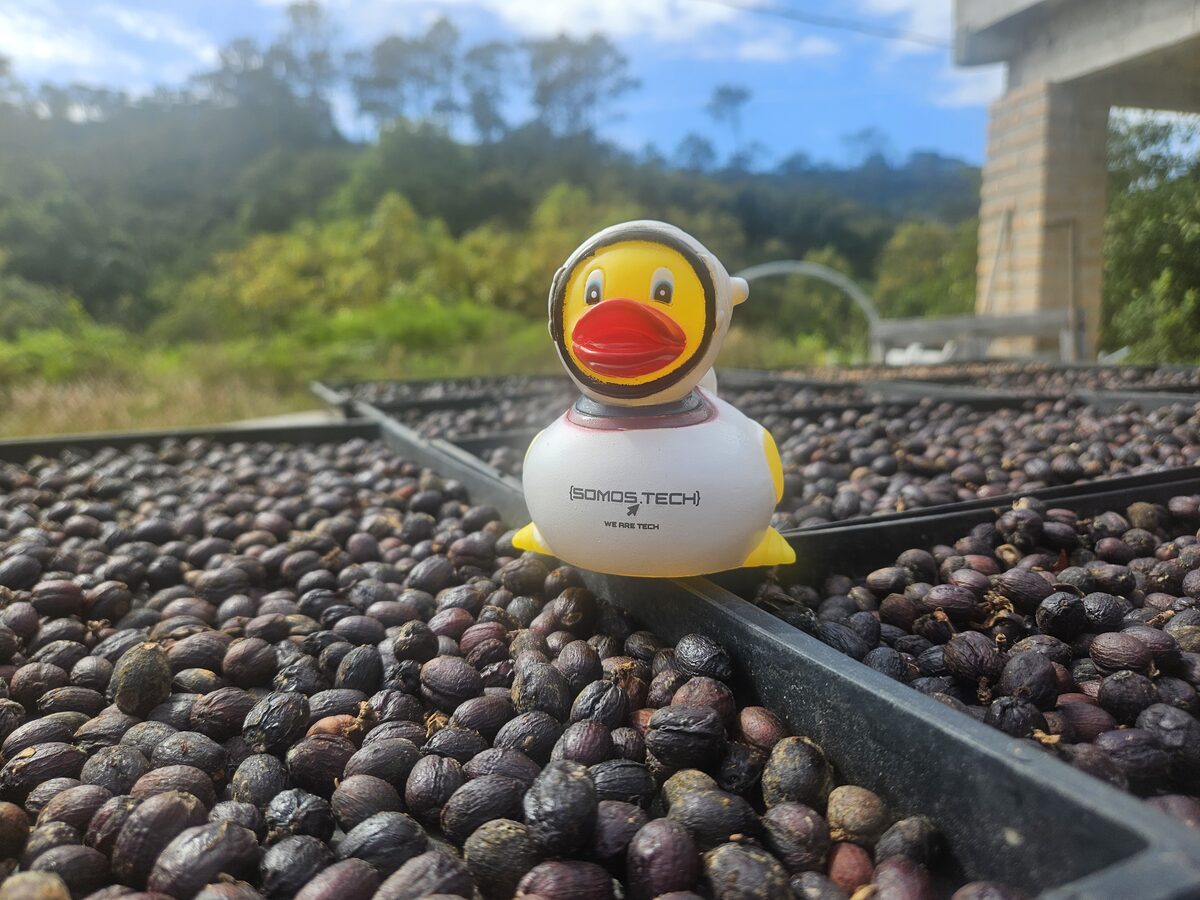 A duck seats in top of coffee